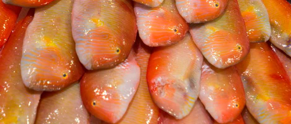 Garcimar Pescados y Mariscos Hostelería Málaga